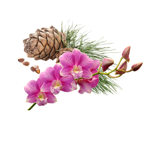 COMPAGNIA DELLE INDIE Woda Perfumowana #11 75ml - kompozycja wizualna z różowymi orchideami, szyszką, zielonymi trawami i orzechami na białym tle.